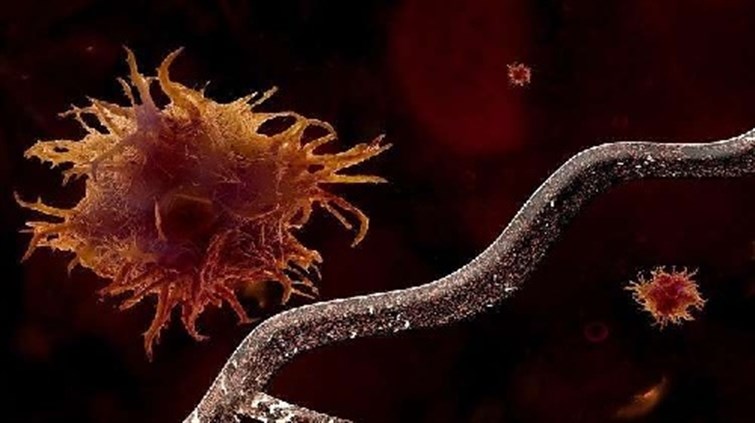 نتيجة بحث الصور عن العلماء يدحضون أوهاما شائعة عن السرطان