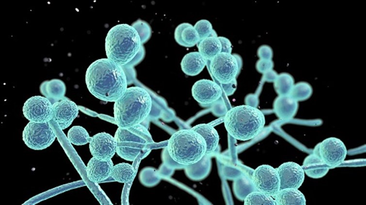 The Role of Gut Bacteria in Alzheimer’s Disease: Insights from a Large-scale Study